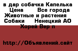 в дар собачка Капелька › Цена ­ 1 - Все города Животные и растения » Собаки   . Ненецкий АО,Хорей-Вер п.